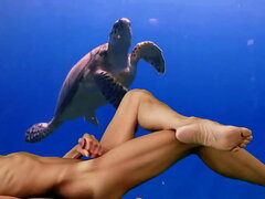 Turtle cock